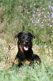 BEAUCERON 297